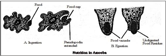 Life Processes Class 10 Notes Science Chapter 5